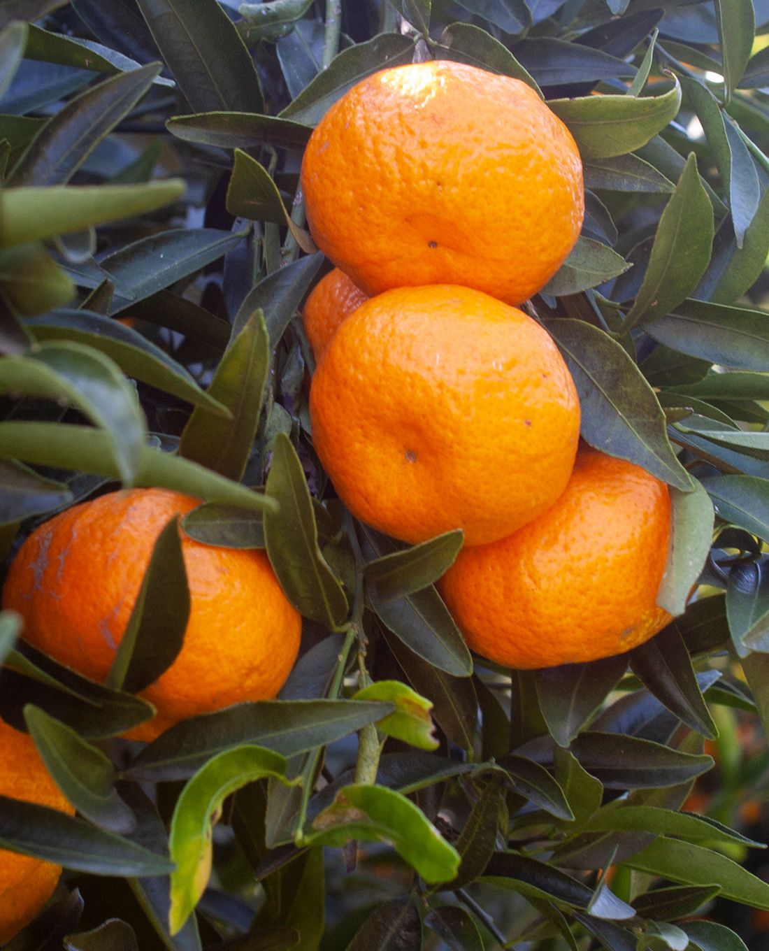 ciaculli